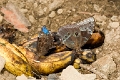 MORPHIDAE, Morpho peleides